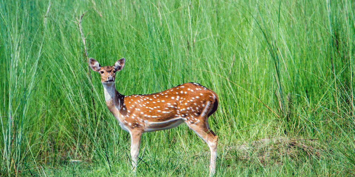 Bardia National Park Image